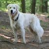 Golden Retriever Foto: ....und jetzt? (ID 40203) Golden Retriever Hund