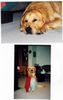 Golden Retriever Foto: Nelson 7 Jahre alt (ID 2439) Golden Retriever Hund