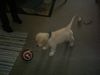 Golden Retriever Foto: teddy will mal Fußballer werden! (ID 16849) Golden Retriever Hund