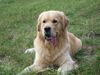 Golden Retriever Foto: Billy im Harz (ID 36628) Golden Retriever Hund