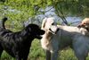 Golden Retriever Foto: Begegnungen (ID 40202) Golden Retriever Hund