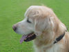 Golden Retriever Foto (ID 39172) Golden Retriever Hund