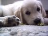 Golden Retriever Foto: sweet eyes (ID 16854) Golden Retriever Hund