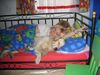 Golden Retriever Foto: Sehr gemütlich! (ID 7595) Golden Retriever Hund
