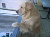 Golden Retriever Foto: SAM Nehmt mich mit! (ID 8126) Golden Retriever Hund