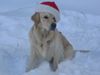 Golden Retriever Foto: Frohes Fest! (ID 7372) Golden Retriever Hund