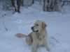 Golden Retriever Foto: SAM (ID 7610) Golden Retriever Hund