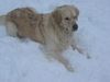 Golden Retriever Foto: Sam (ID 8400) Golden Retriever Hund