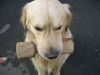 Golden Retriever Foto: SAM (ID 7373) Golden Retriever Hund