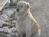 Golden Retriever Foto: Sam an seinem 2 Geburtstag (ID 9890) Golden Retriever Hund