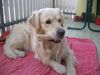 Golden Retriever Foto: SAM (ID 11059) Golden Retriever Hund