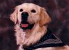 Golden Retriever Foto: SAM (ID 8752) Golden Retriever Hund