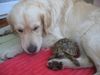 Golden Retriever Foto: Sam und Brunnhilde (ID 6820) Golden Retriever Hund