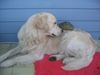 Golden Retriever Foto: Was guckst du? (ID 6688) Golden Retriever Hund