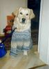 Golden Retriever Foto: SAM (ID 7214) Golden Retriever Hund