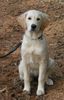 Golden Retriever Foto: Kerry im Wald (ID 16637) Golden Retriever Hund