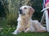 Golden Retriever Foto: Unsere Daisy-ein Traum von einer Golden Retriever Hündin (ID 10641) Golden Retriever Hund