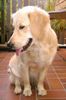 Golden Retriever Foto: Cora - 1 Jahr (ID 12181) Golden Retriever Hund
