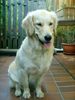 Golden Retriever Foto: Cora - 1 Jahr (ID 12182) Golden Retriever Hund