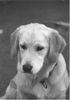 Golden Retriever Foto: Sheila 6 Monate (ID 6682) Golden Retriever Hund