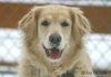 Golden Retriever Foto: shila_1 (ID 28014) Golden Retriever Hund