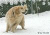 Golden Retriever Foto: shila_3 (ID 28015) Golden Retriever Hund