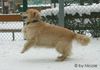 Golden Retriever Foto: shila_6 (ID 28016) Golden Retriever Hund