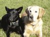 Golden Retriever Foto: Tara & Sina (ID 17878) Golden Retriever Hund