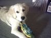 Golden Retriever Foto: mein ball (ID 16855) Golden Retriever Hund