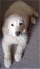 Golden Retriever Foto: Spike, 12 Wochen alt (ID 21630) Golden Retriever Hund