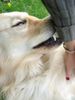 Golden Retriever Foto: Cico 2,5 Jahre (Frauchen, ich liebe dich....) (ID 13444) Golden Retriever Hund