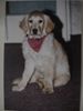 Golden Retriever Foto: TARA MAUSI (ID 6565) Golden Retriever Hund