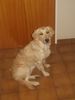 Golden Retriever Foto: TARA MAUSI (ID 6567) Golden Retriever Hund