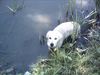 Golden Retriever Foto: teddy als wasserratte (ID 16856) Golden Retriever Hund