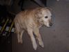 Golden Retriever Foto: Tessas Lieblingsbeschäftigung -dösen- (ID 8384) Golden Retriever Hund