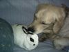 Golden Retriever Foto: er passt auf alle auf.. (ID 32286) Golden Retriever Hund