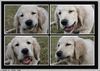 Golden Retriever Foto: Balu bei seiner Lieblingsbeschäftigung (ID 29775) Golden Retriever Hund