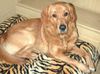 Golden Retriever Foto: Topas 1.Geburtstag (ID 15390) Golden Retriever Hund