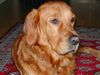 Golden Retriever Foto: Topas 3. Geburtstag (ID 35570) Golden Retriever Hund