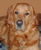 Golden Retriever Foto: TOPAS 3. Geburtstag (ID 34993) Golden Retriever Hund