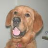 Golden Retriever Foto: TOPAS_10 Monate (ID 14404) Golden Retriever Hund
