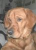 Golden Retriever Foto: TOPAS 16Mt (ID 19475) Golden Retriever Hund