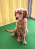 Golden Retriever Foto: TOPAS_5Mt. (ID 9889) Golden Retriever Hund