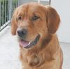 Golden Retriever Foto: TOPAS 1 3/4 Jahre (ID 23045) Golden Retriever Hund