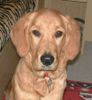 Golden Retriever Foto: TOPAS 1/2 Jahr alt (ID 10684) Golden Retriever Hund