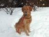 Golden Retriever Foto: topas im winterurlaub 2007 (ID 37061) Golden Retriever Hund