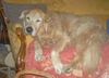 Golden Retriever Foto: Toppy (ID 16385) Golden Retriever Hund