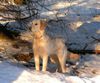 Golden Retriever Foto: Sonnenuntergang (ID 19069) Golden Retriever Hund