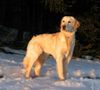 Golden Retriever Foto: Sonnenuntergang (ID 19070) Golden Retriever Hund