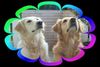 Golden Retriever Foto: Unsere zwei Goldy- Damen Daisy und Anka (ID 1103) Golden Retriever Hund